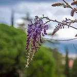 Les Dauphins לינה וארוחת בוקר לה לבאנדו