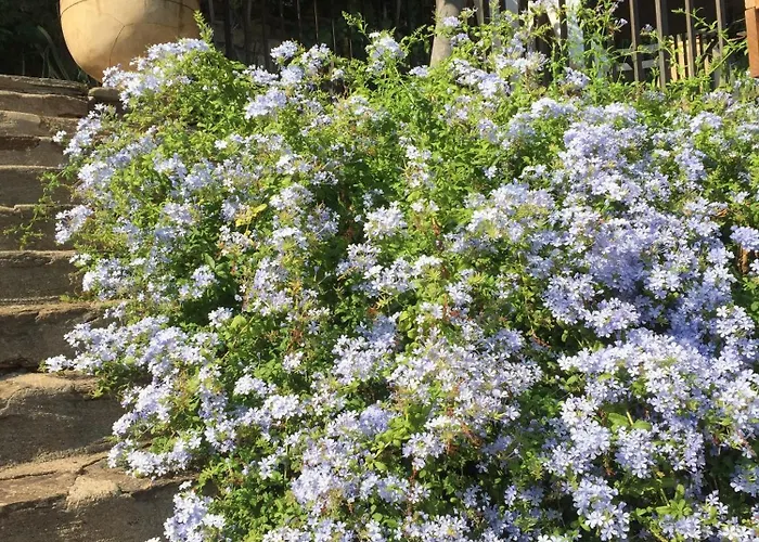 Les Dauphins Bed & Breakfast 3*